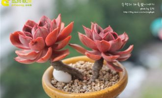 紫焰、沙微红Echeveria Painted Frills – 多肉联萌