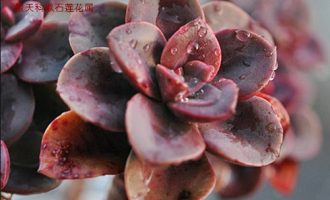 巧克力方砖 Echeveria Melaco