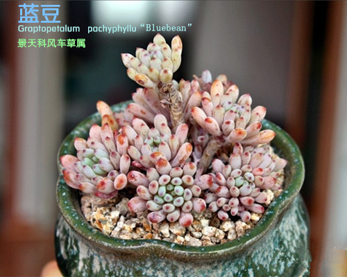 多肉植物蓝豆 Graptopetalum pachyphyllum “Bluebean”-1