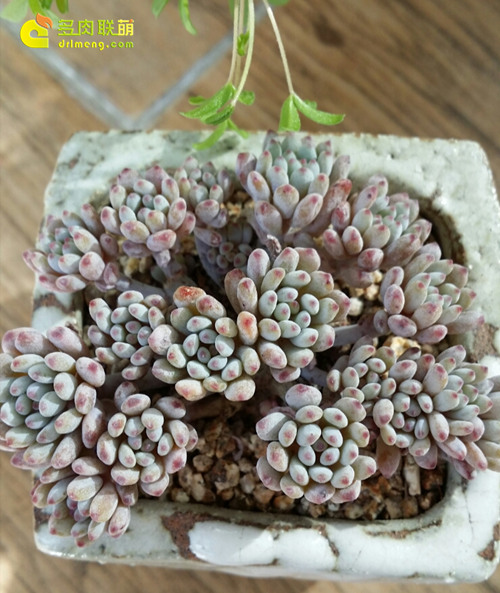 多肉植物蓝豆 Graptopetalum pachyphyllum “Bluebean”-2