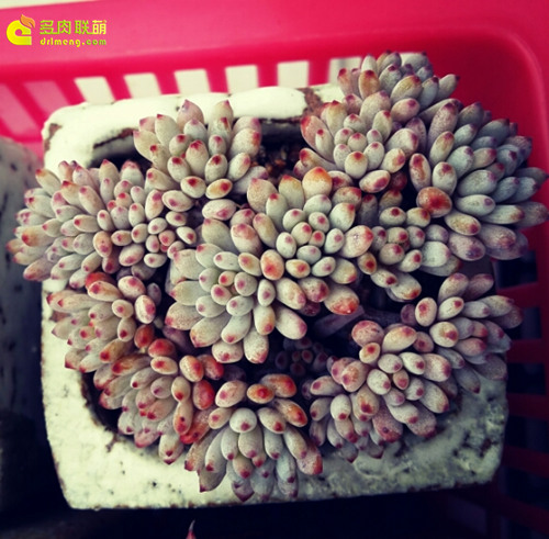 多肉植物蓝豆 Graptopetalum pachyphyllum “Bluebean”-3