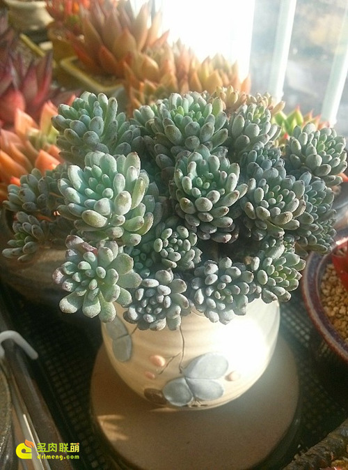 多肉植物蓝豆 Graptopetalum pachyphyllum “Bluebean”-4