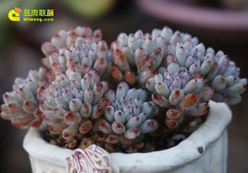 多肉植物蓝豆 Graptopetalum pachyphyllum “Bluebean”-5