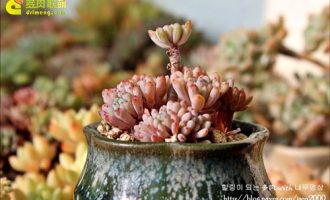 蓝豆 Graptopetalum pachyphyllum  Bluebean