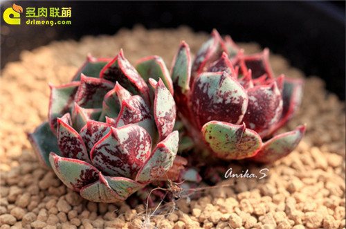 阿兹塔罗西玛 Echeveria longissima var. aztatlensis 