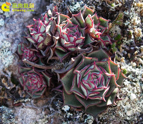 野生状态下的阿兹塔罗西玛 Echeveria longissima var. aztatlensis 