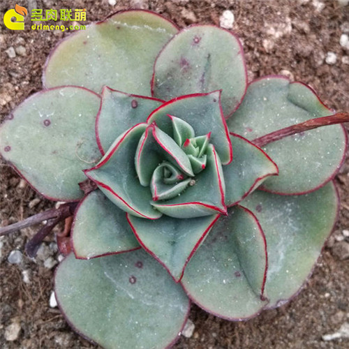 矮花罗西玛（罗变B） Echeveria longissima var. brachyantha -1