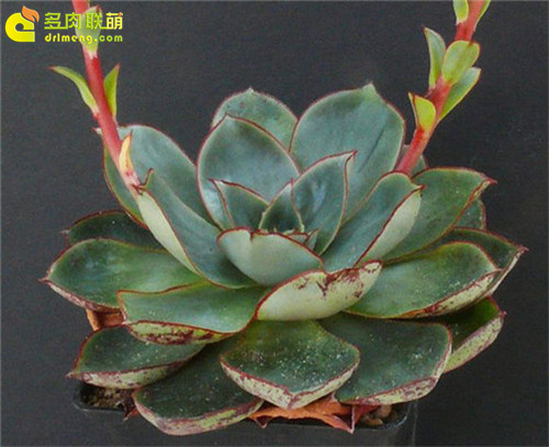 矮花罗西玛（罗变B） Echeveria longissima var. brachyantha -2