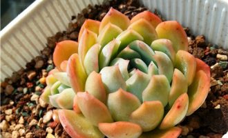 莎莎女王 Echeveria Suryeon