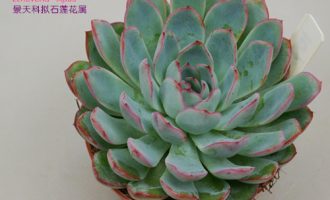 雨燕座 Echeveria Apus