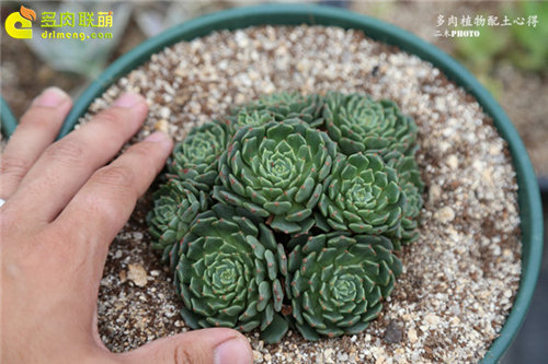 二木的多肉植物配土 河沙 泥炭 椰糠 多肉联萌