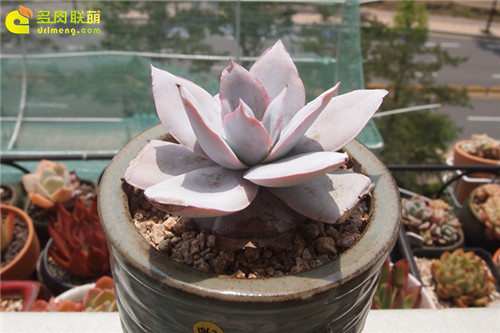 5月的广寒宫 Echeveria cante