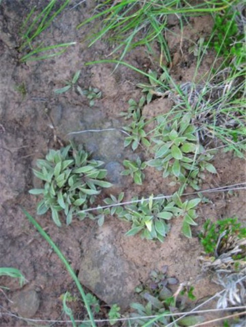 仙女杯阿布拉牧斯伊 Dudleya abramsii-12