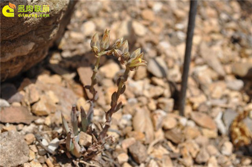 仙女杯阿布拉牧斯伊 Dudleya abramsii-2