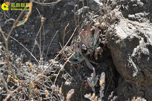 仙女杯阿布拉牧斯伊 Dudleya abramsii-4