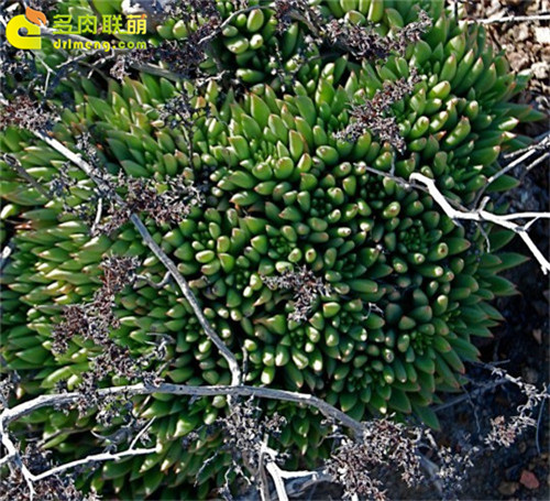 仙女杯 阿库弥内特 Dudleya acuminate-5