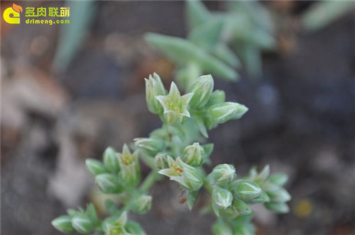 仙女杯 阿尔比芙洛亚 Dudleya albiflora-2