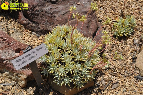 仙女杯 阿尔比芙洛亚 Dudleya albiflora-3