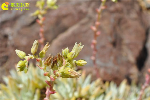 仙女杯 阿尔比芙洛亚 Dudleya albiflora-4