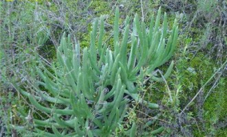 仙女杯 奥特奴阿塔