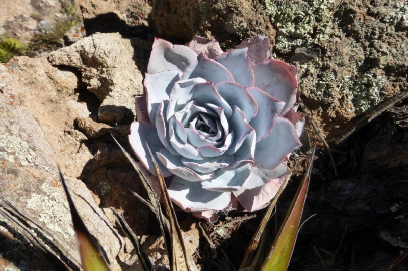 广寒宫 Echeveria cante