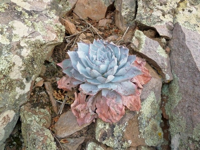 广寒宫 Echeveria cante