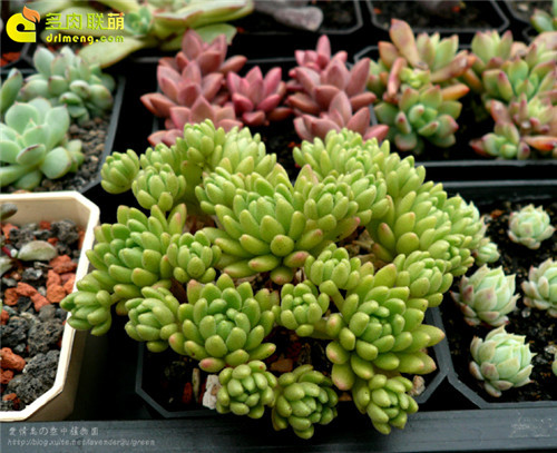 多肉植物 春上 Sedum hirsutum ssp. baeticum Rouy-1