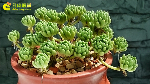 多肉植物 春上 Sedum hirsutum ssp. baeticum Rouy-2