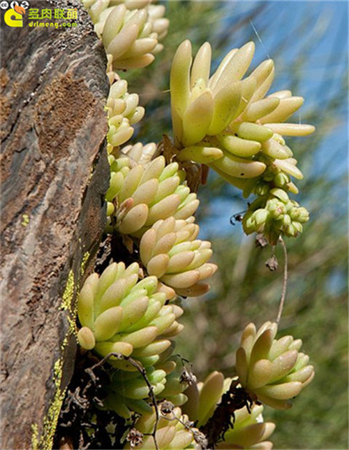 多肉植物 春上 Sedum hirsutum ssp. baeticum Rouy-5