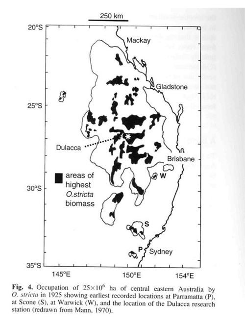 澳洲仙人掌防治之路-10