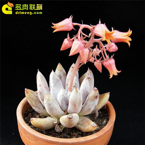 杜里万莲 Echeveria tolimanensis-8