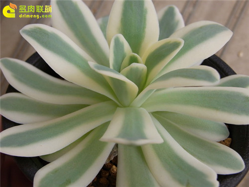 富士(白覆轮)  Orostachys iwarenge f.variegata Fuji;