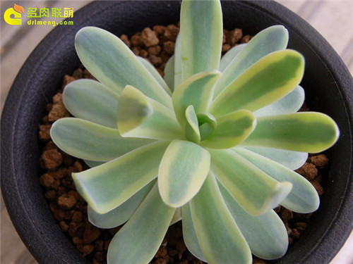 金星（黄覆轮） Orostachys iwarenge f. variegata Kinbosi