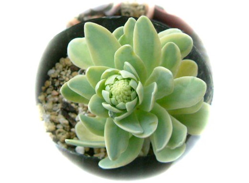 金星（黄覆轮） Orostachys iwarenge f. variegata Kinbosi