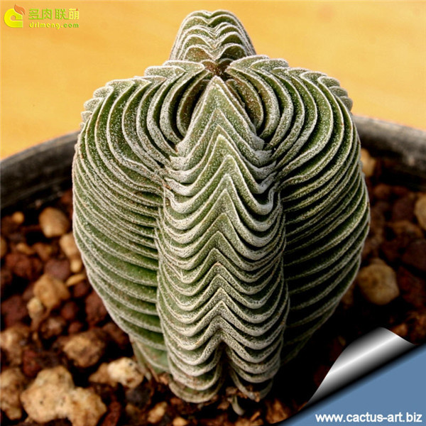 方塔 Crassula cv. BUDDHA'S TEMPLE-1