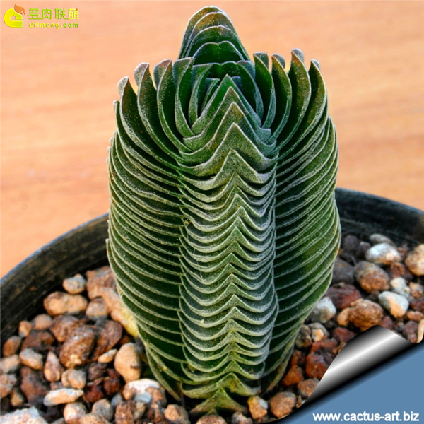 方塔 Crassula cv. BUDDHA'S TEMPLE-2