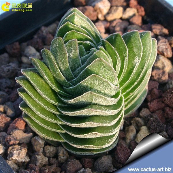 方塔 Crassula cv. BUDDHA'S TEMPLE-4