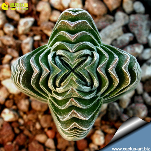 方塔 Crassula cv. BUDDHA'S TEMPLE-5