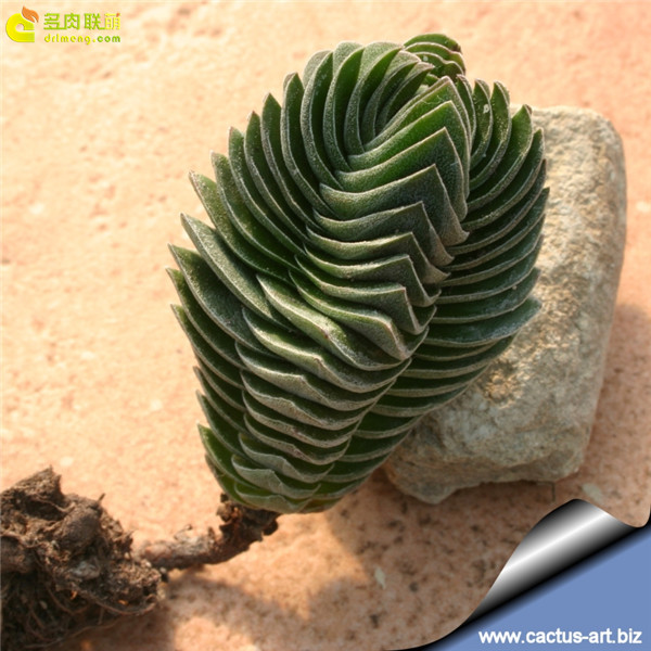 方塔 Crassula cv. BUDDHA'S TEMPLE-6