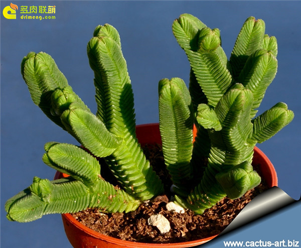 方鳞绿塔 Crassula pyramidalis Thunb-1