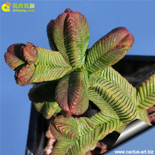 方鳞绿塔 Crassula pyramidalis Thunb-2