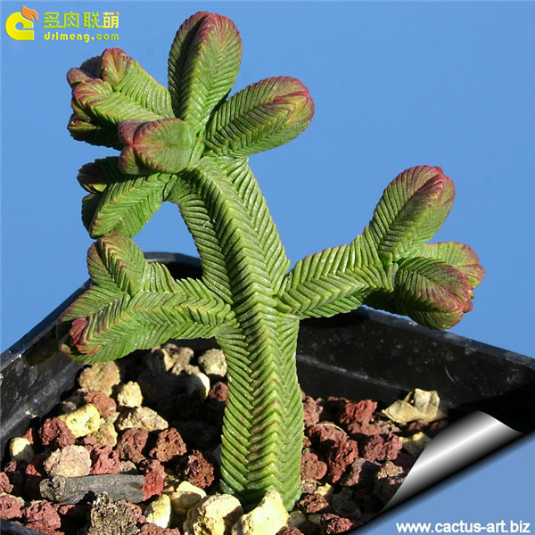 方鳞绿塔 Crassula pyramidalis Thunb-3