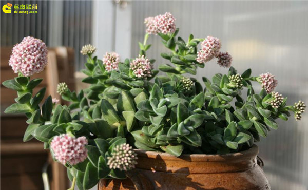 新娘捧花（Crassula Bride's Bouquet）