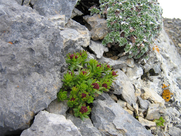 sedum integrifolium