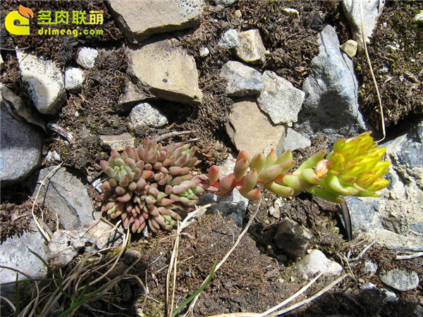 高山上的多肉植物5