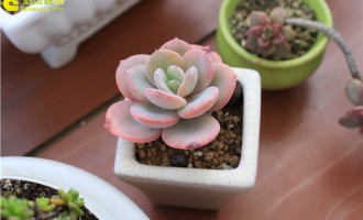 白凤，温泉水滑洗凝脂