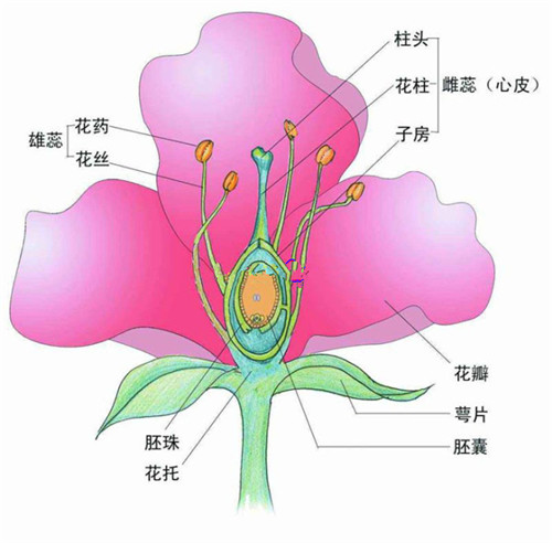 雏菊解剖图并标注结构图片