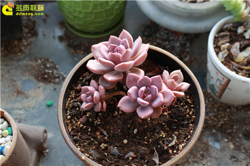 黛比 x Graptoveria 'Debbie'-4