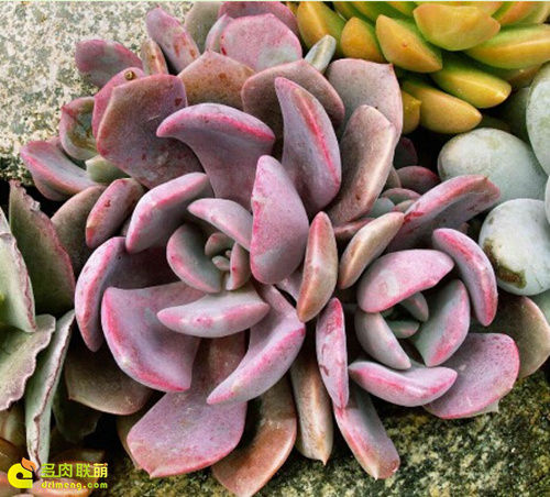 黛比 x Graptoveria 'Debbie'1