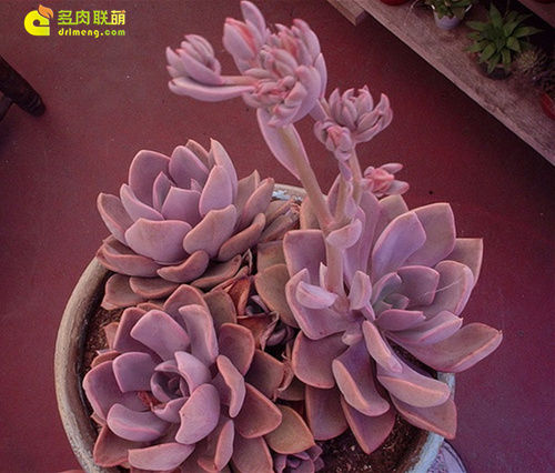 黛比 x Graptoveria 'Debbie'2